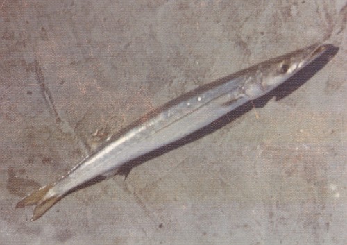 A barracuda lying on the deck