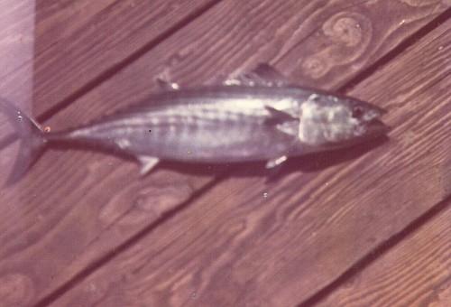 Small bonito lying on a pier