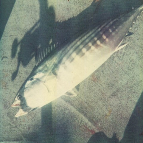 close-up of a bonito on the boat's deck