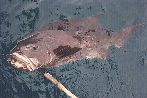 A 4-foot long giant sea bass, lying in the water with a gaff in its lip