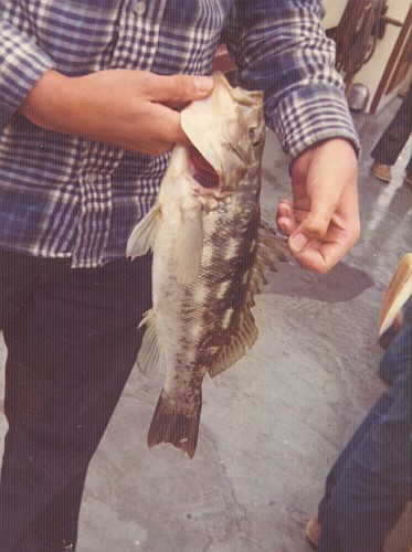 16-inch calico bass