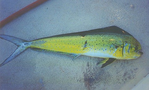 A dorado lying on the deck