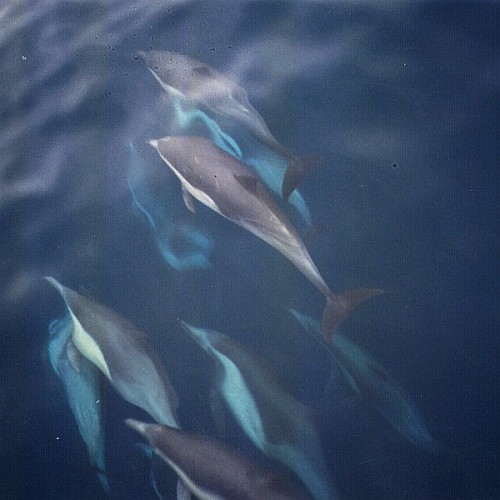 A bunch of dolphins swimming in the clear water