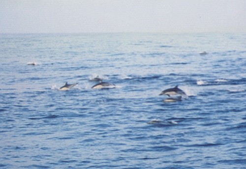 A school of dolphins jumping