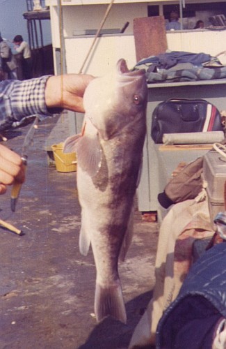 sand bass california