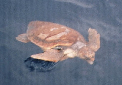 Sea Turtle