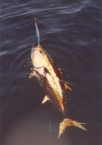 Yellowfin tuna on its side in the water, with a jig in its mouth